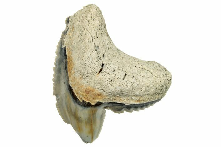 Fossil Tiger Shark (Galeocerdo) Tooth - Aurora, NC #253712